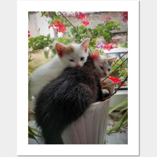 3 cats in a flower pot Posters and Art